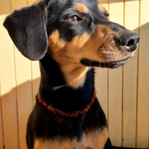 Gintaro karoliai gyvūneliams