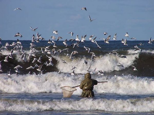 Gintaro gaudymas jūroje